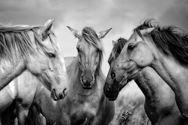 What our 4 legged friends can teach us about leadership