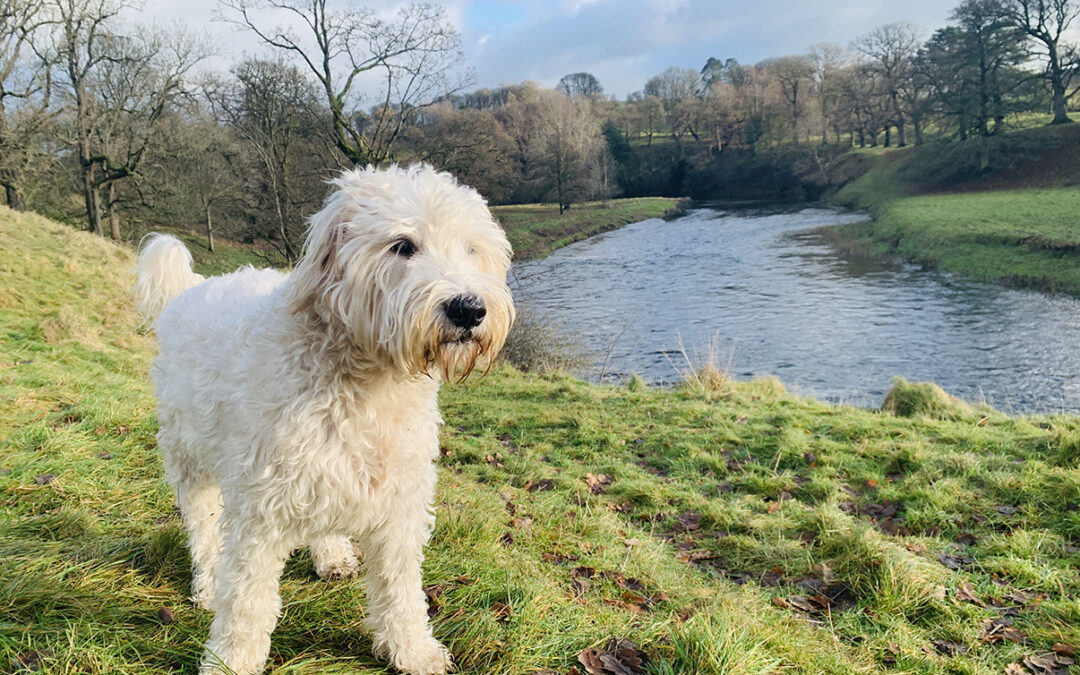 Dave, our head of wellbeing